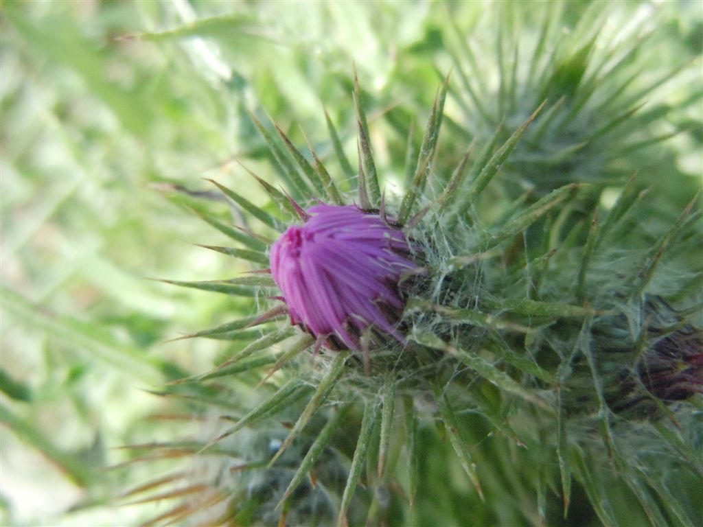 Galactites tomentosus